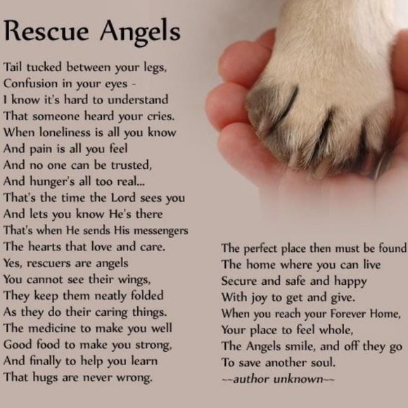 Meet your Animal Rescue Posher, Tammy - Picture 4 of 10